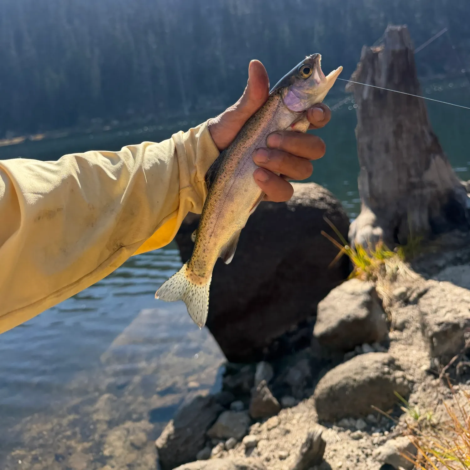 Rainbow trout caught on Fishbrain