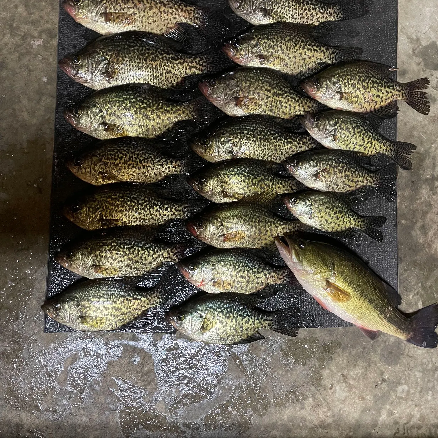 recently logged catches