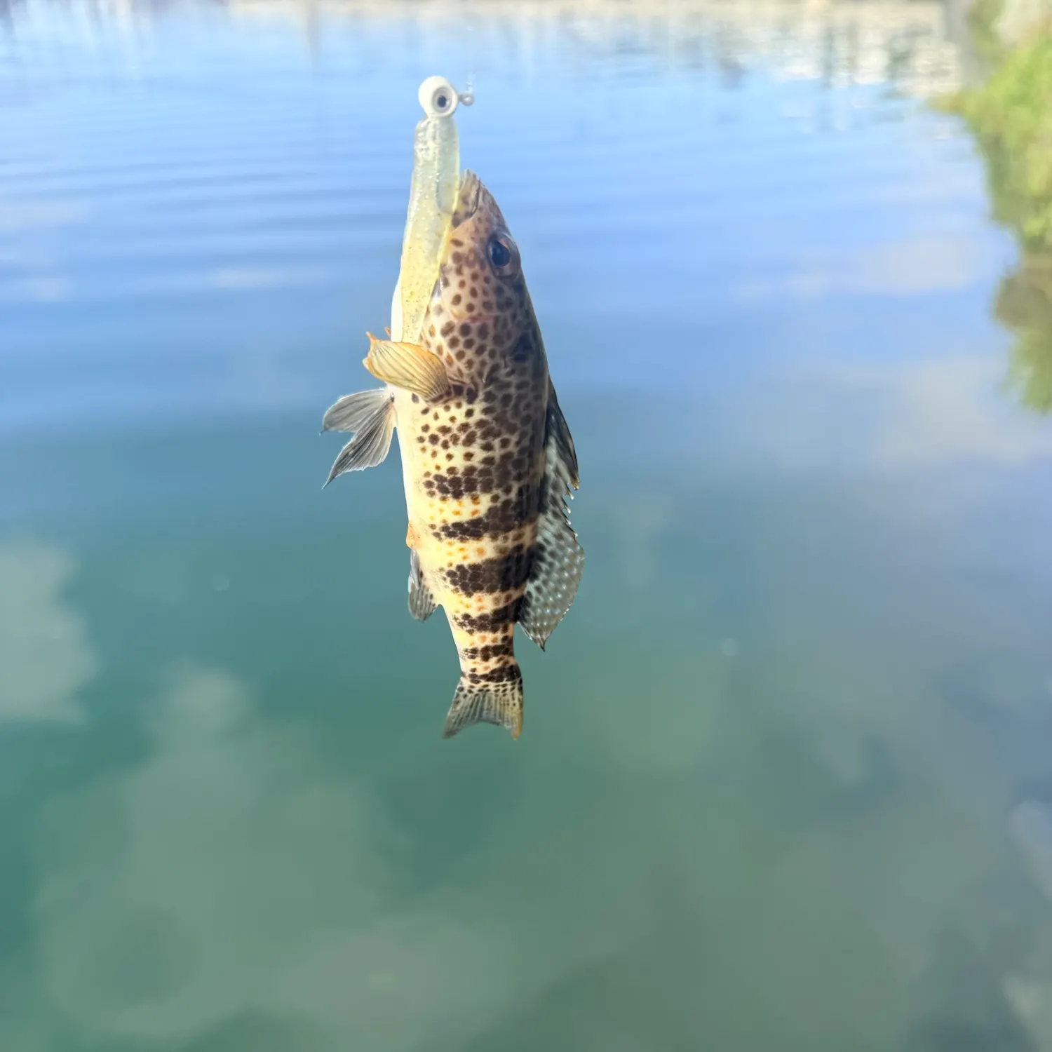 Spotted sand bass caught on Fishbrain