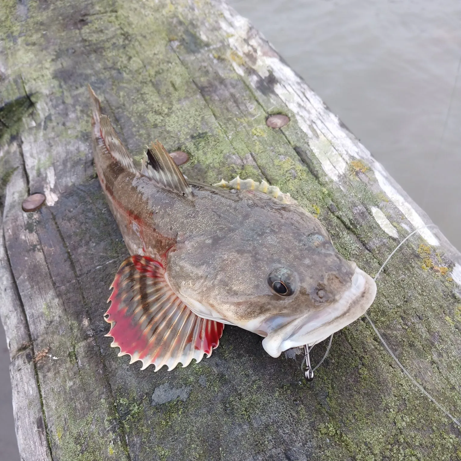 The most recent Cabezon catches on Fishbrain