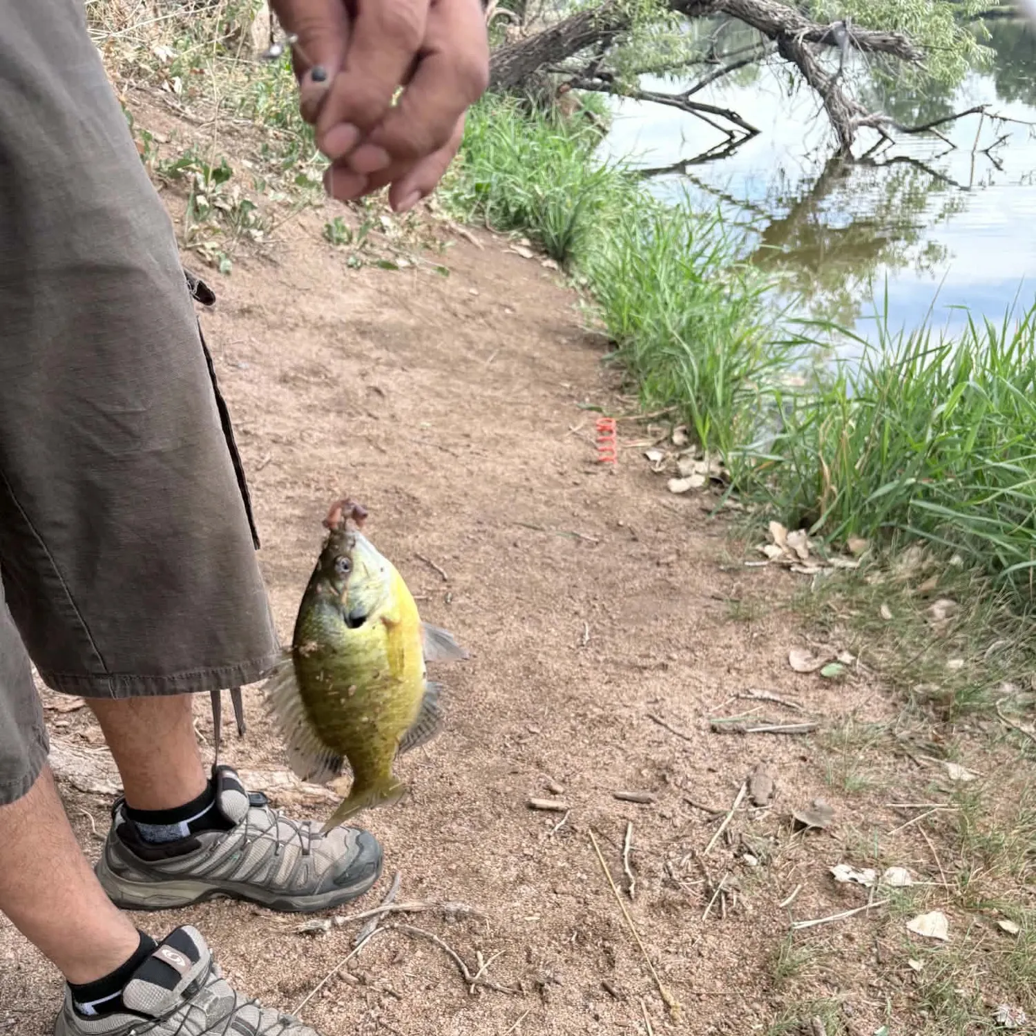Bluegill caught on Fishbrain