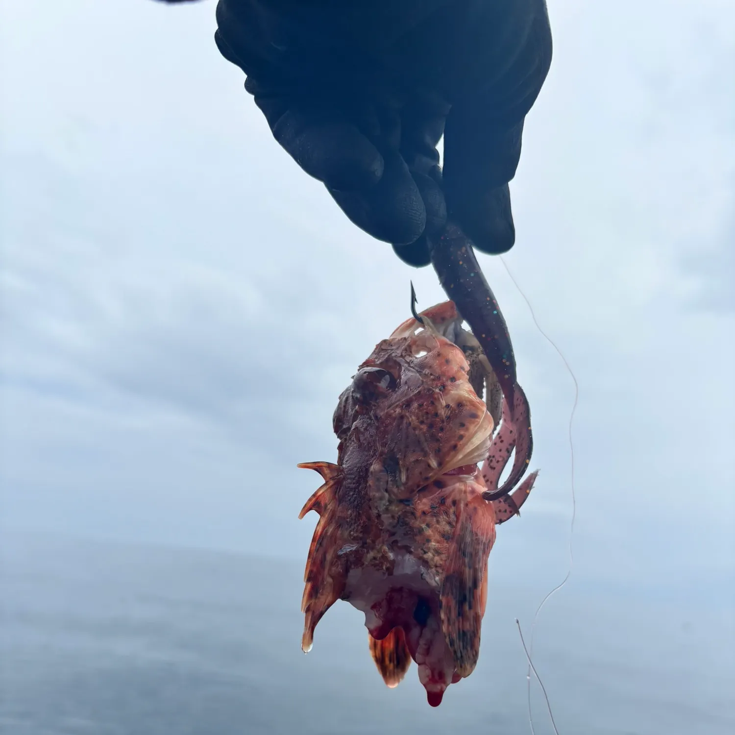 The most recent California scorpionfish catches on Fishbrain