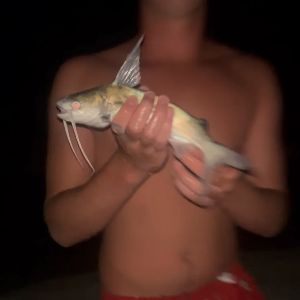 The most recent Gafftopsail sea catfish catches on Fishbrain