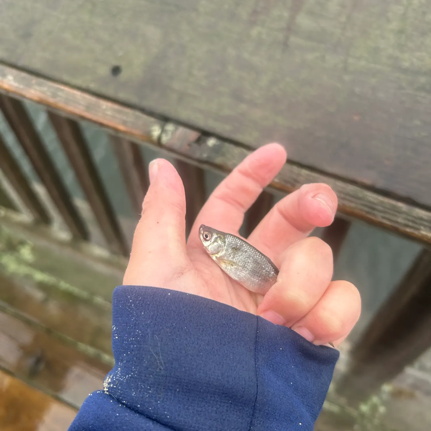 The most recent Barred minnow catches on Fishbrain