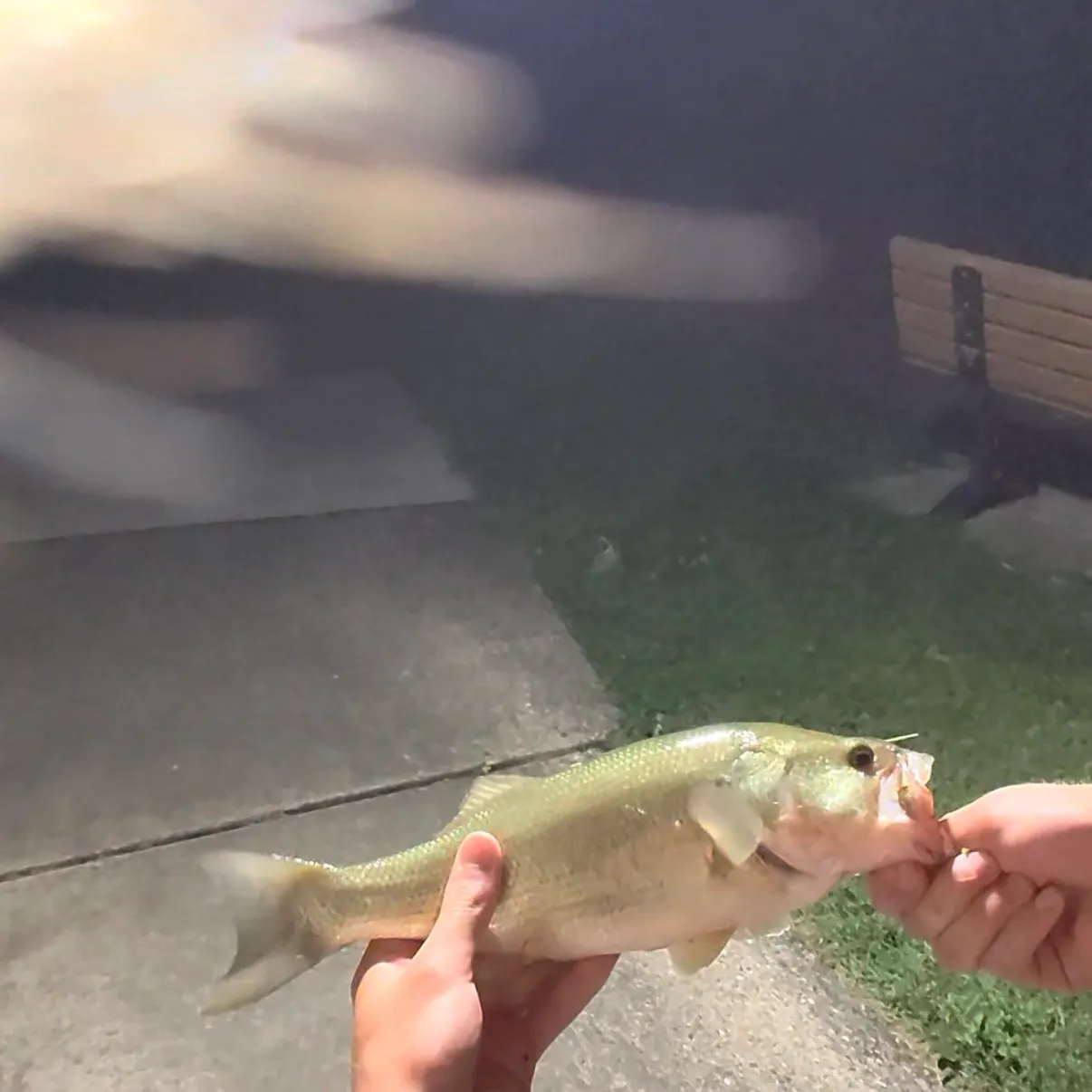 Largemouth bass caught on Fishbrain