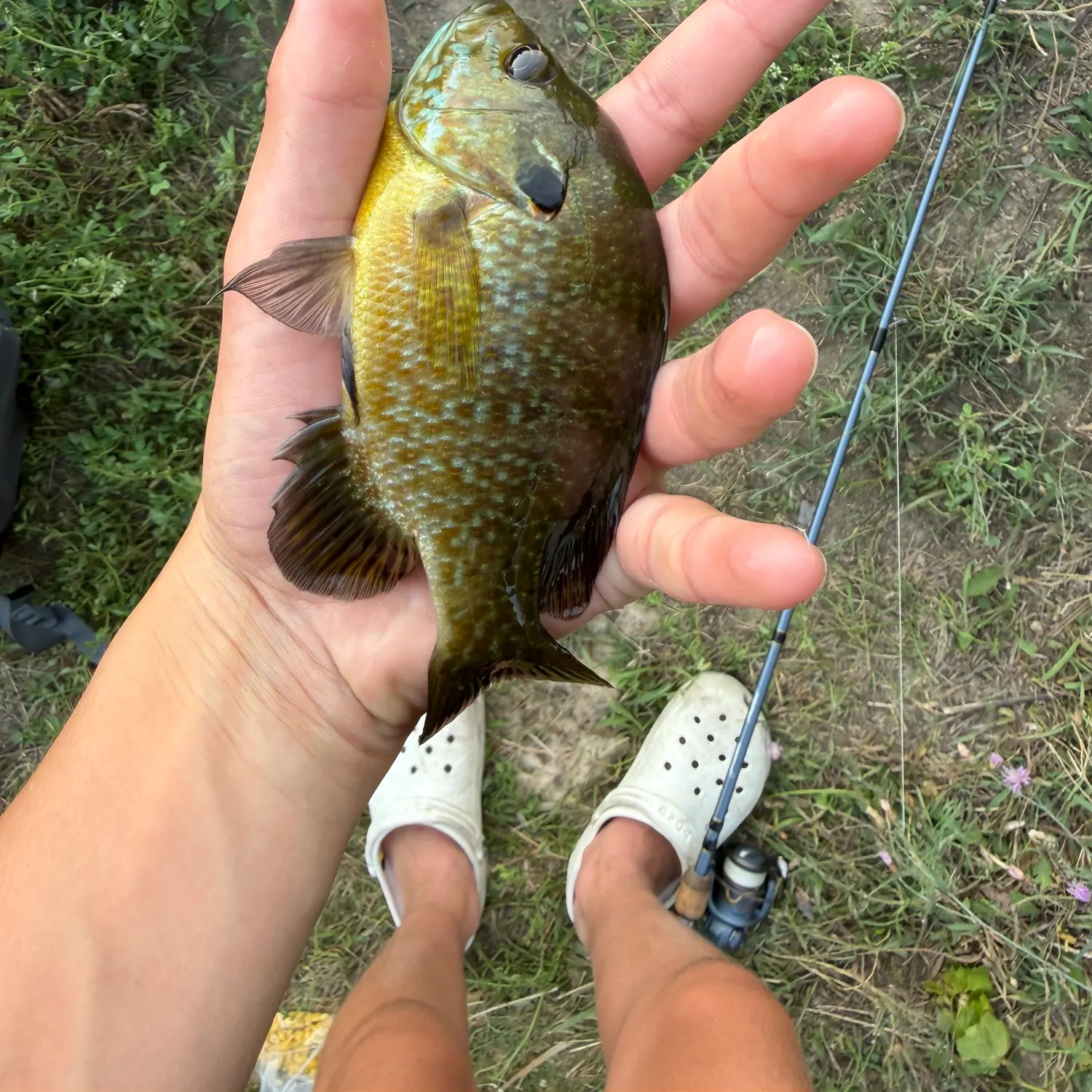 Greengill hybrid caught on Fishbrain
