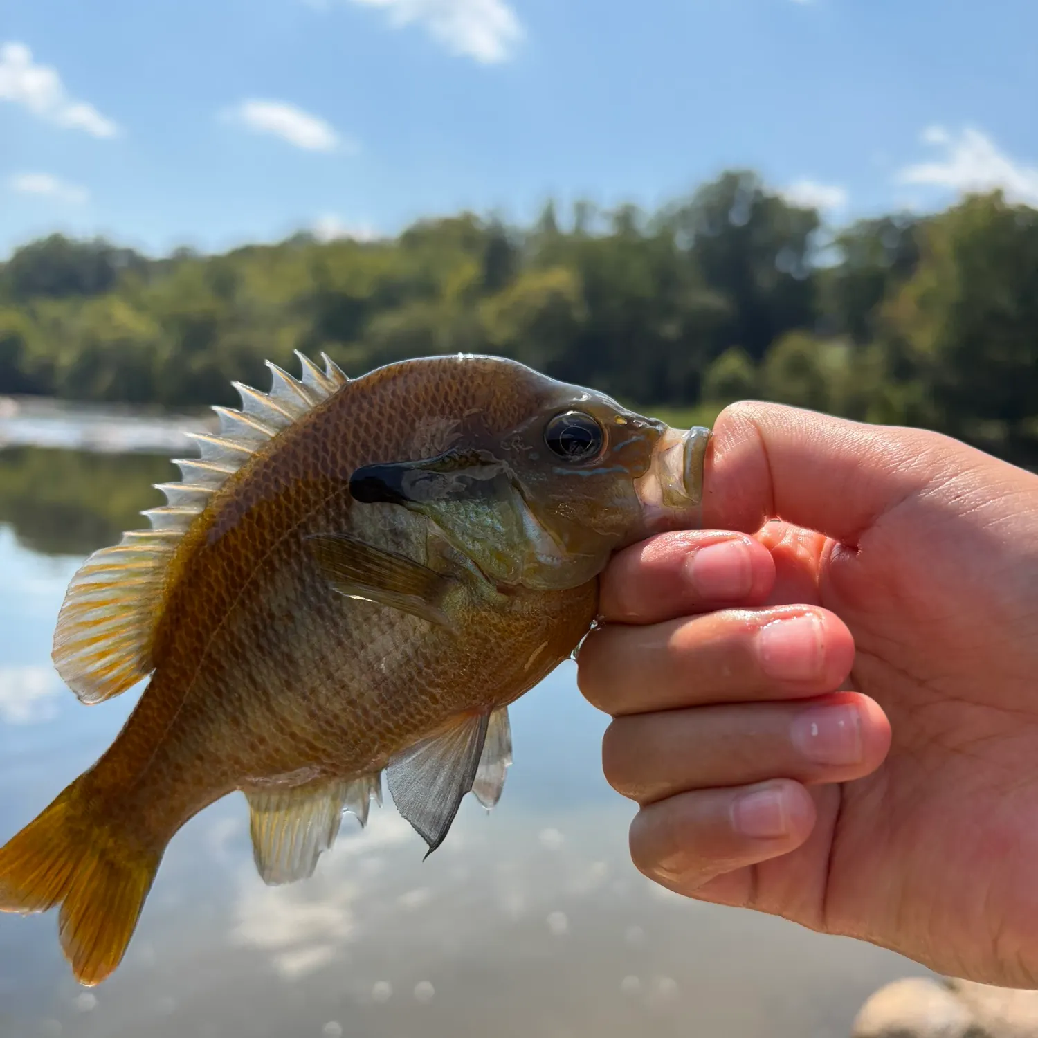 Redbreast sunfish caught on Fishbrain