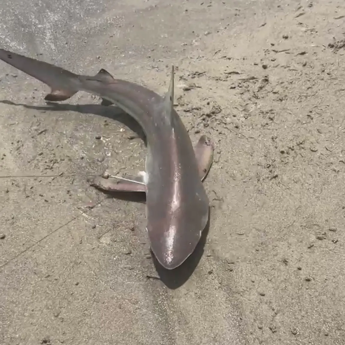 The most recent Scalloped hammerhead shark catches on Fishbrain
