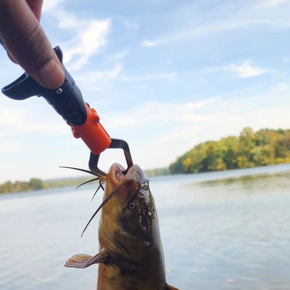 Brown bullhead caught on Fishbrain