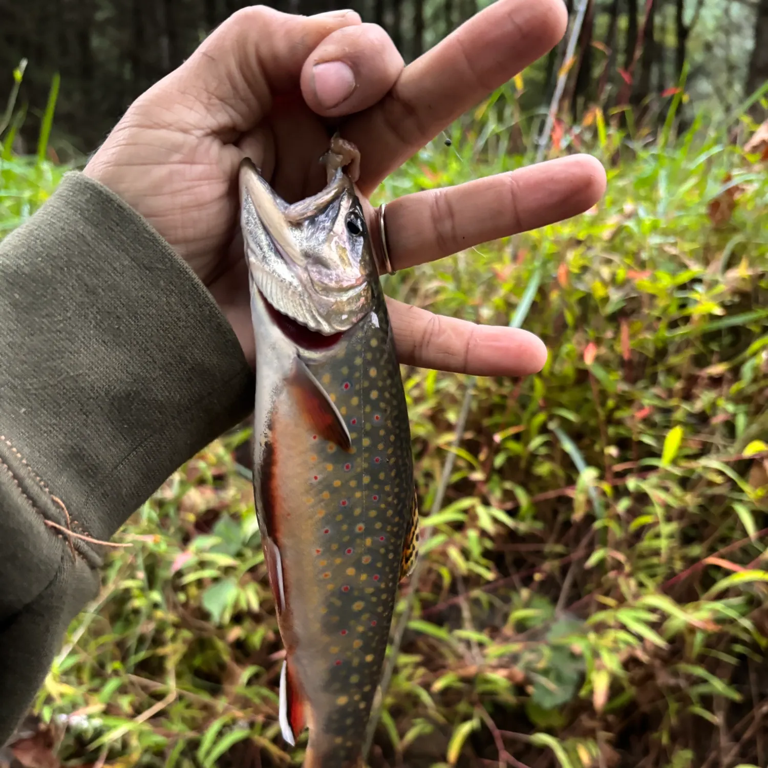 Brook trout caught on Fishbrain