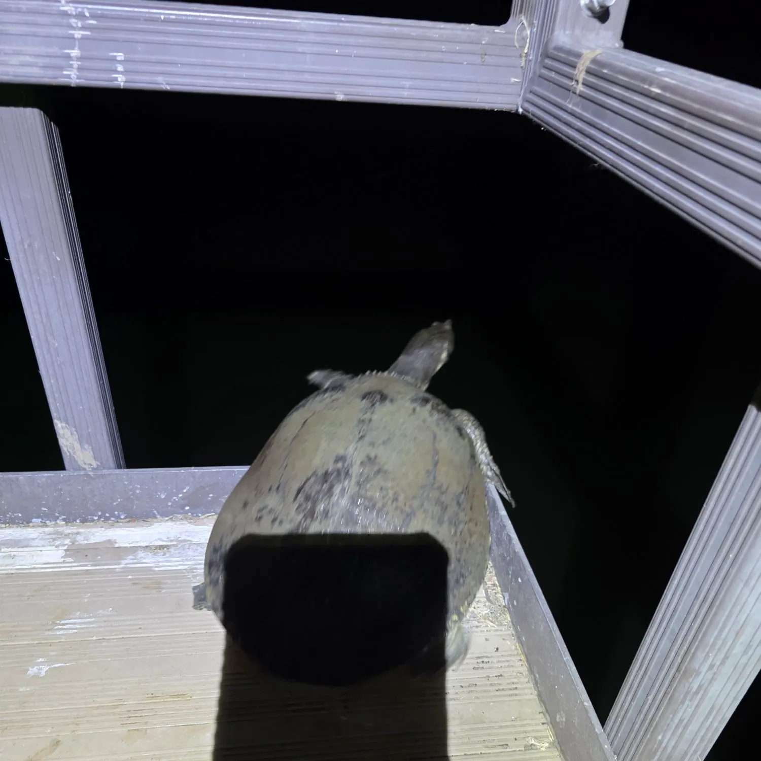 Smooth softshell turtle caught on Fishbrain