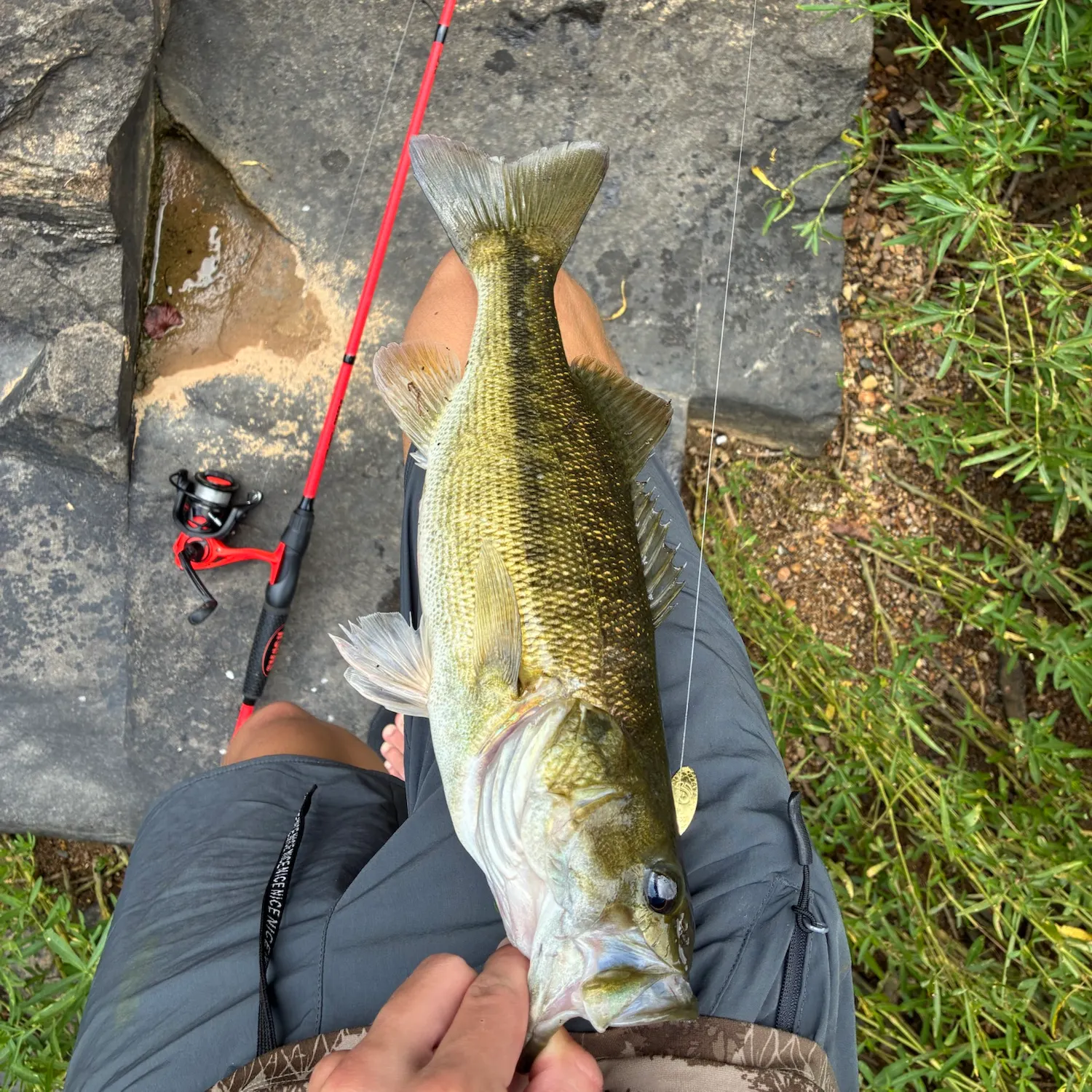 Spotted bass caught on Fishbrain
