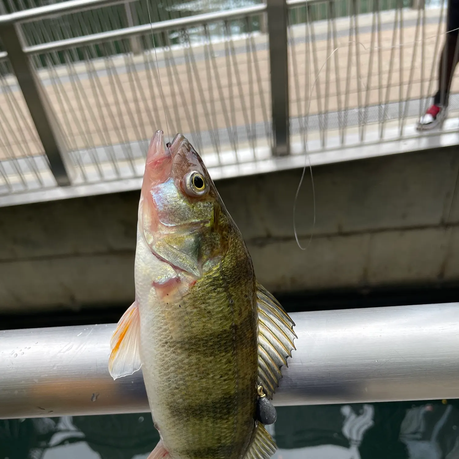 Yellow perch caught on Fishbrain