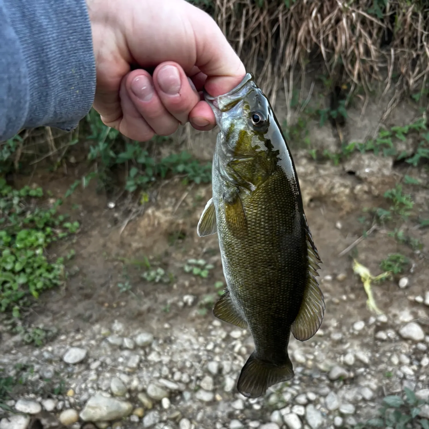 Smallmouth bass caught on Fishbrain