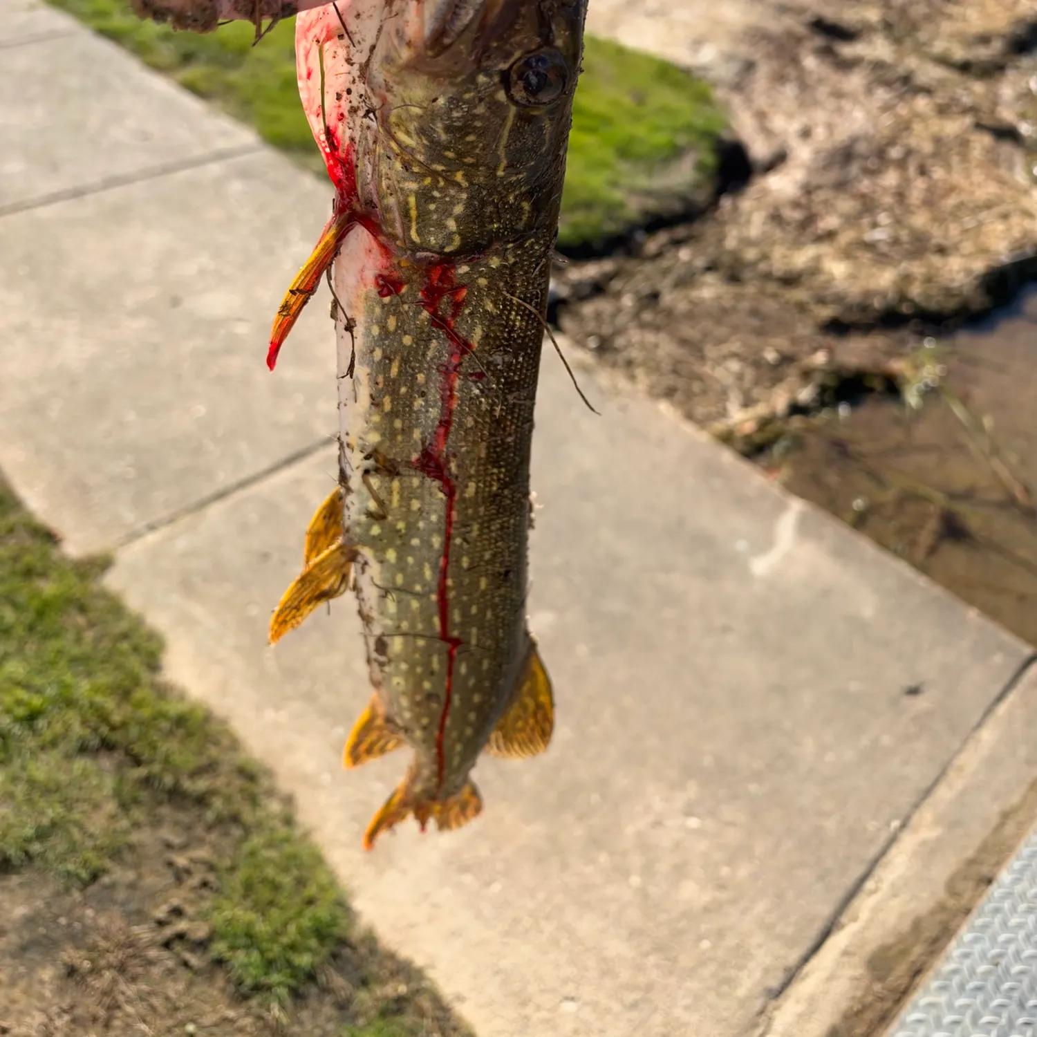 Northern pike caught on Fishbrain