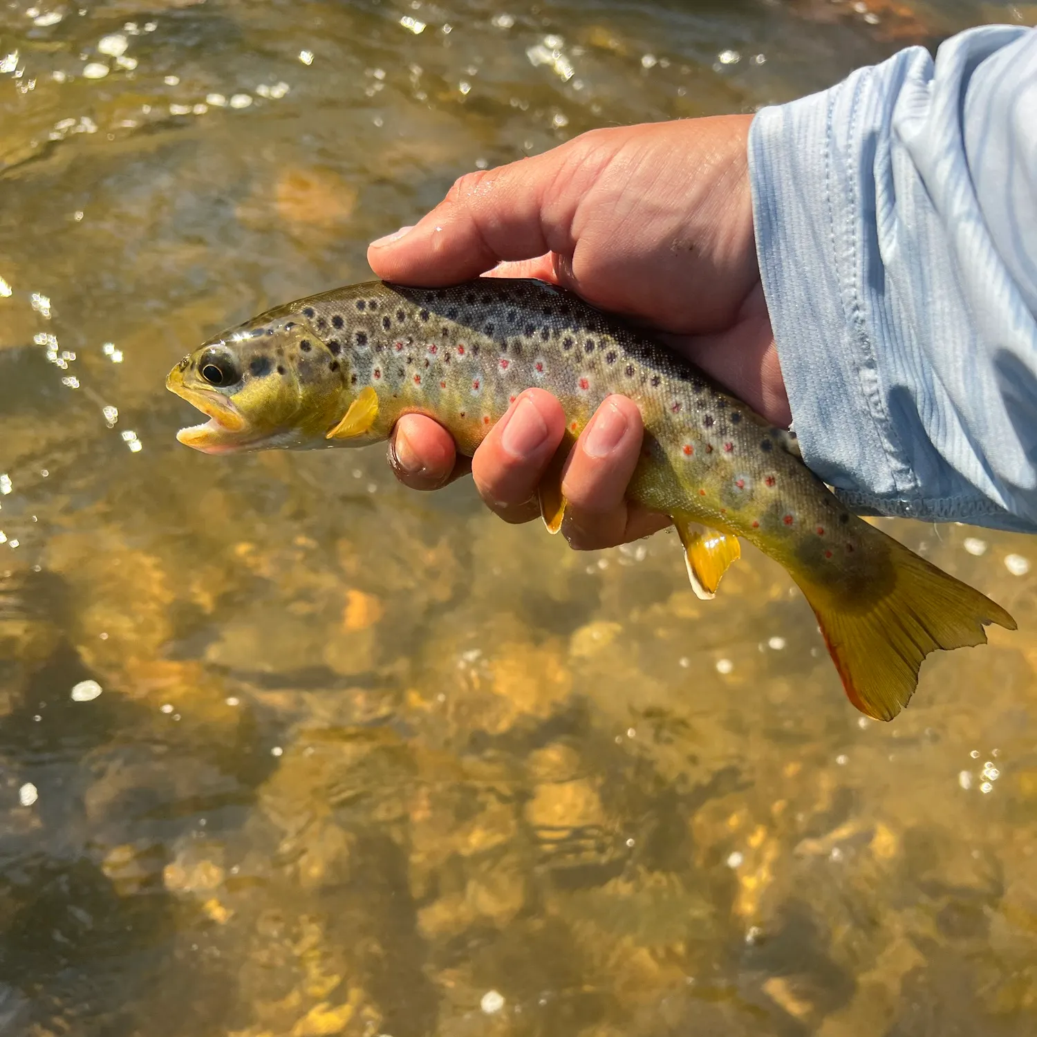 recently logged catches