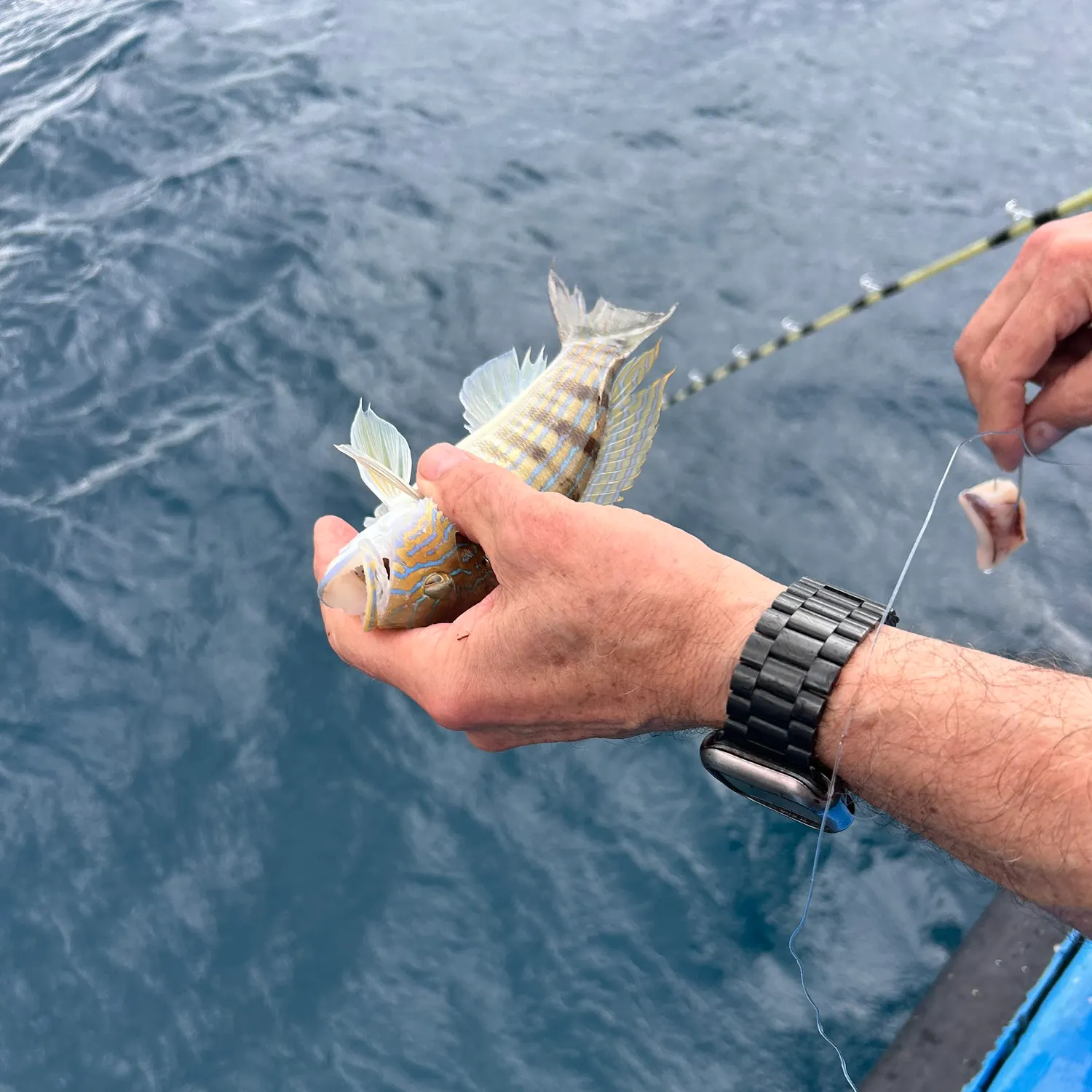 recently logged catches