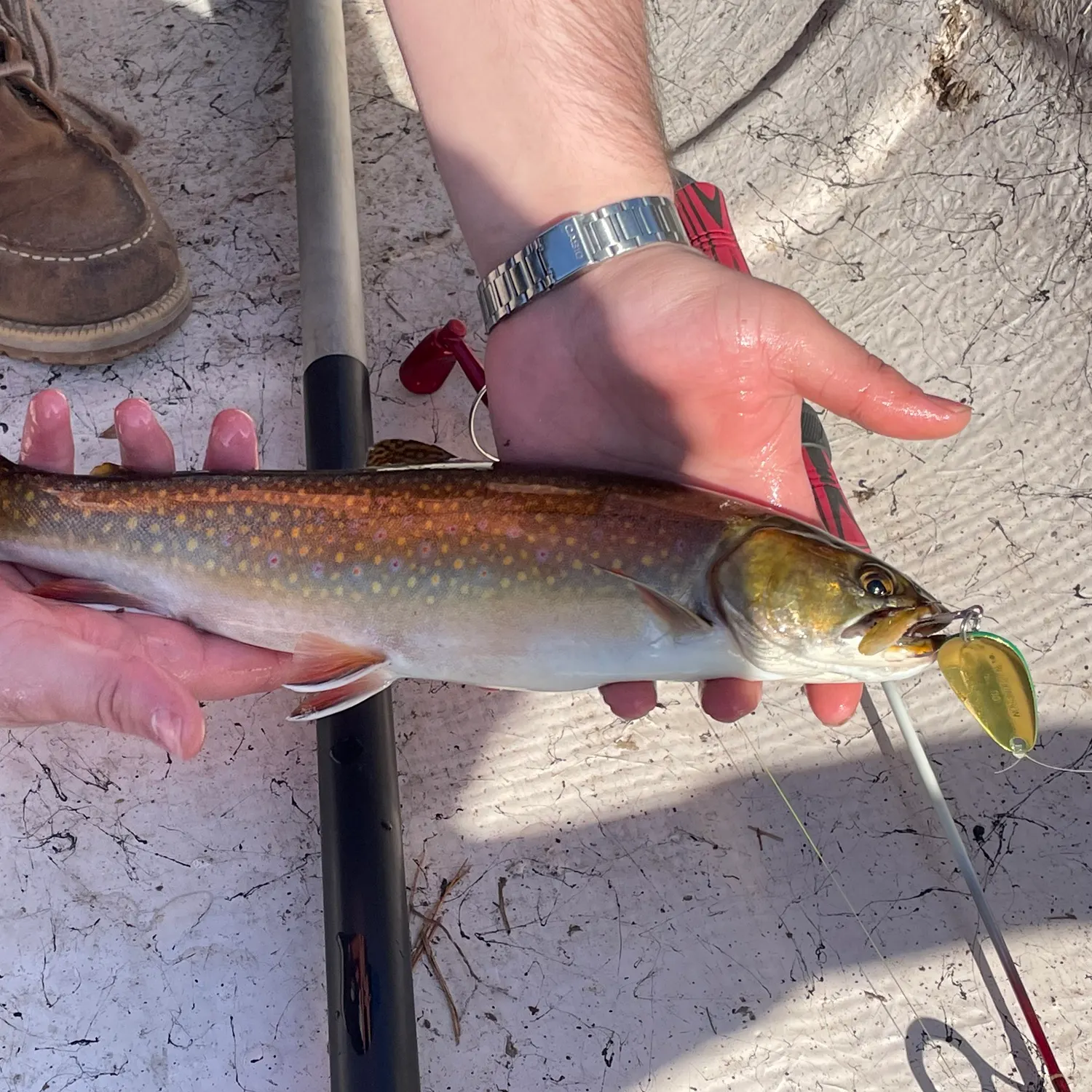 recently logged catches