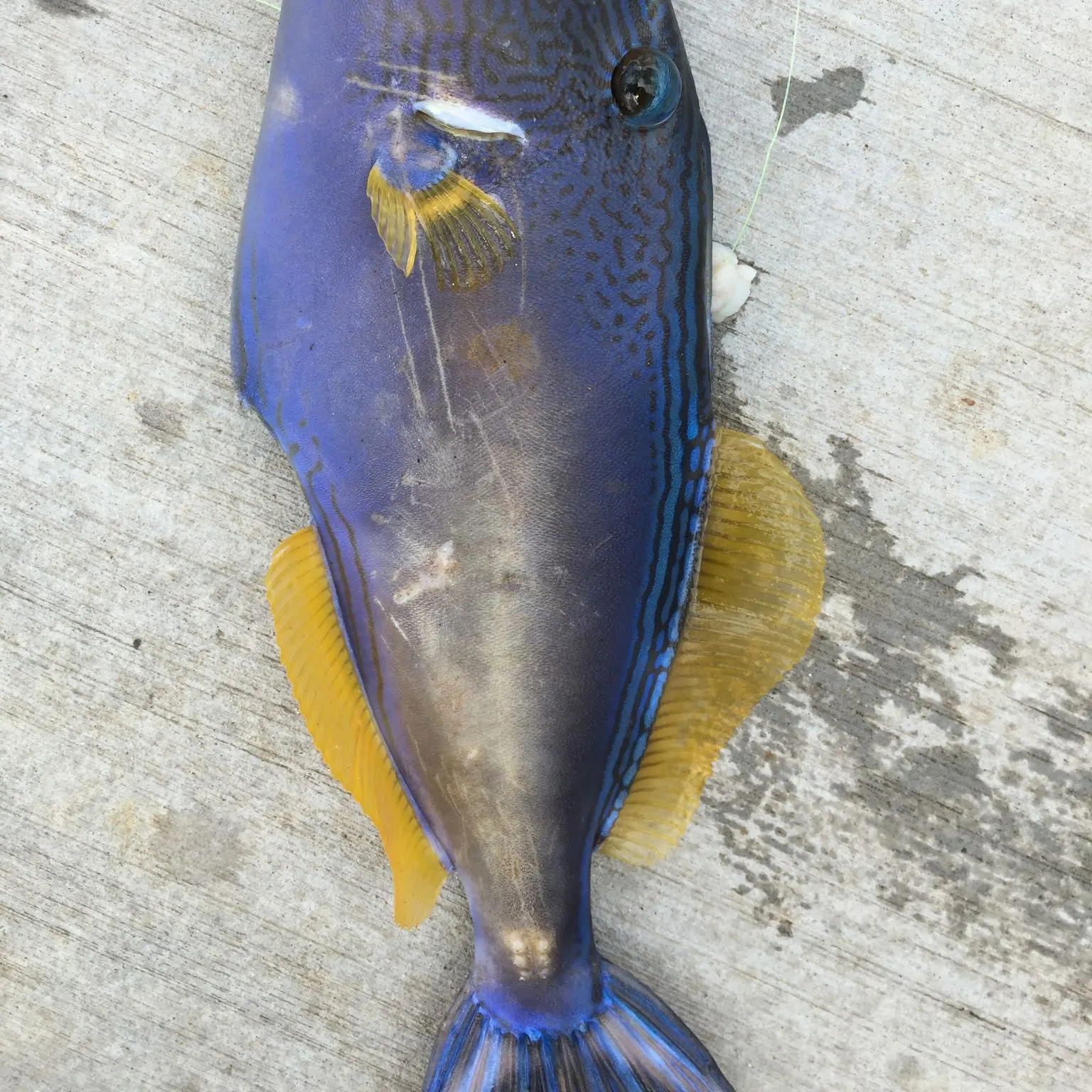 recently logged catches