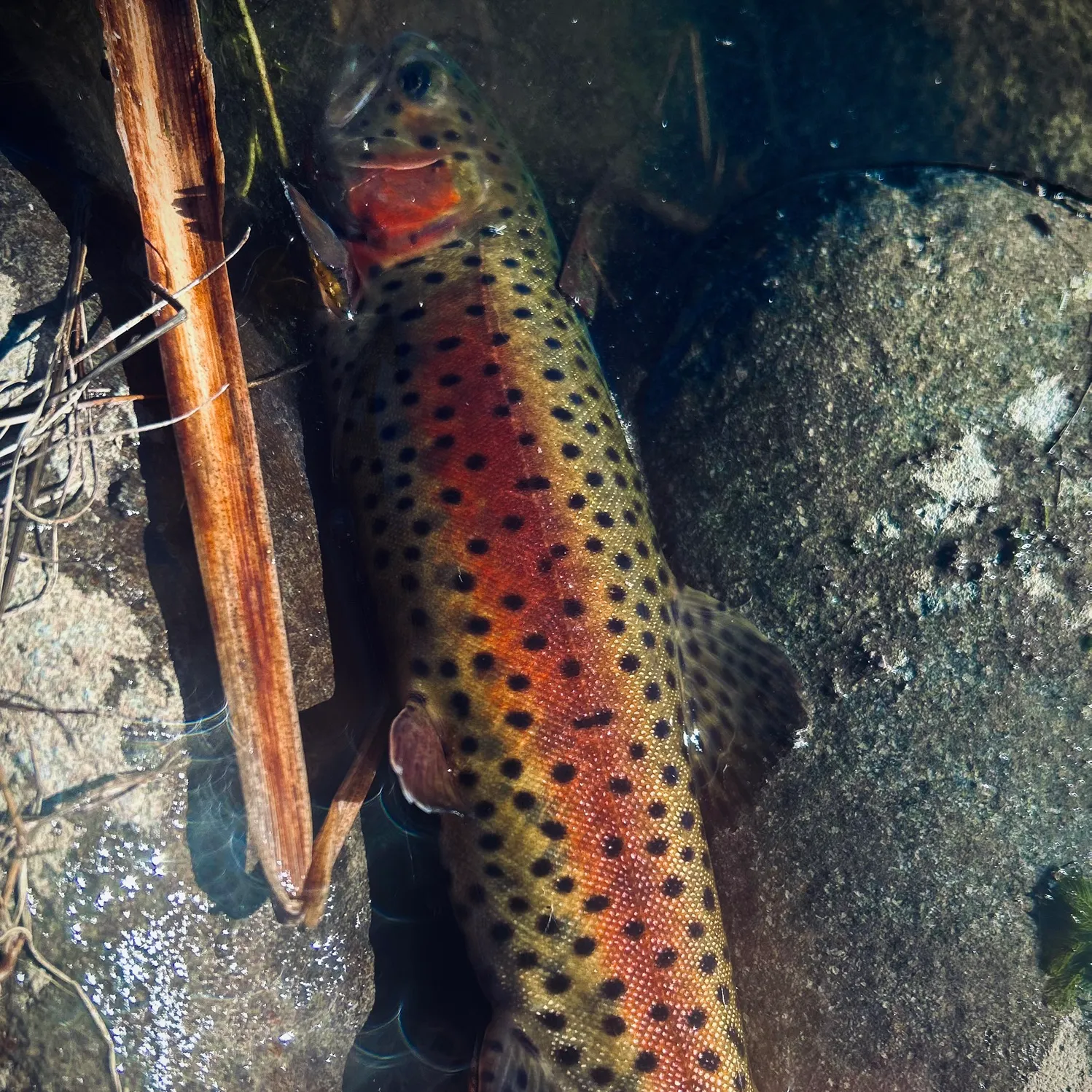 The most recent Lahontan cutthroat trout catches on Fishbrain