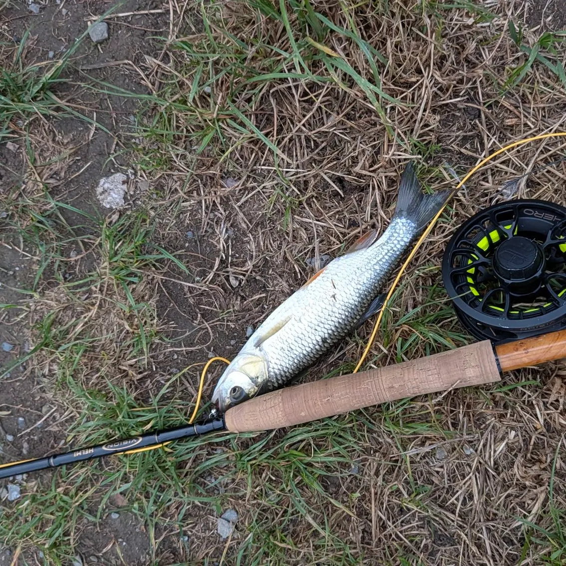 European chub caught on Fishbrain