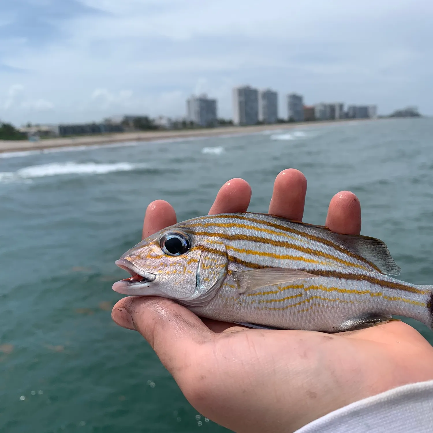 The most recent Caesar grunt catches on Fishbrain