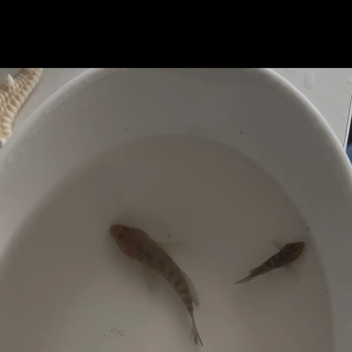 The most recent Oyster toadfish catches on Fishbrain