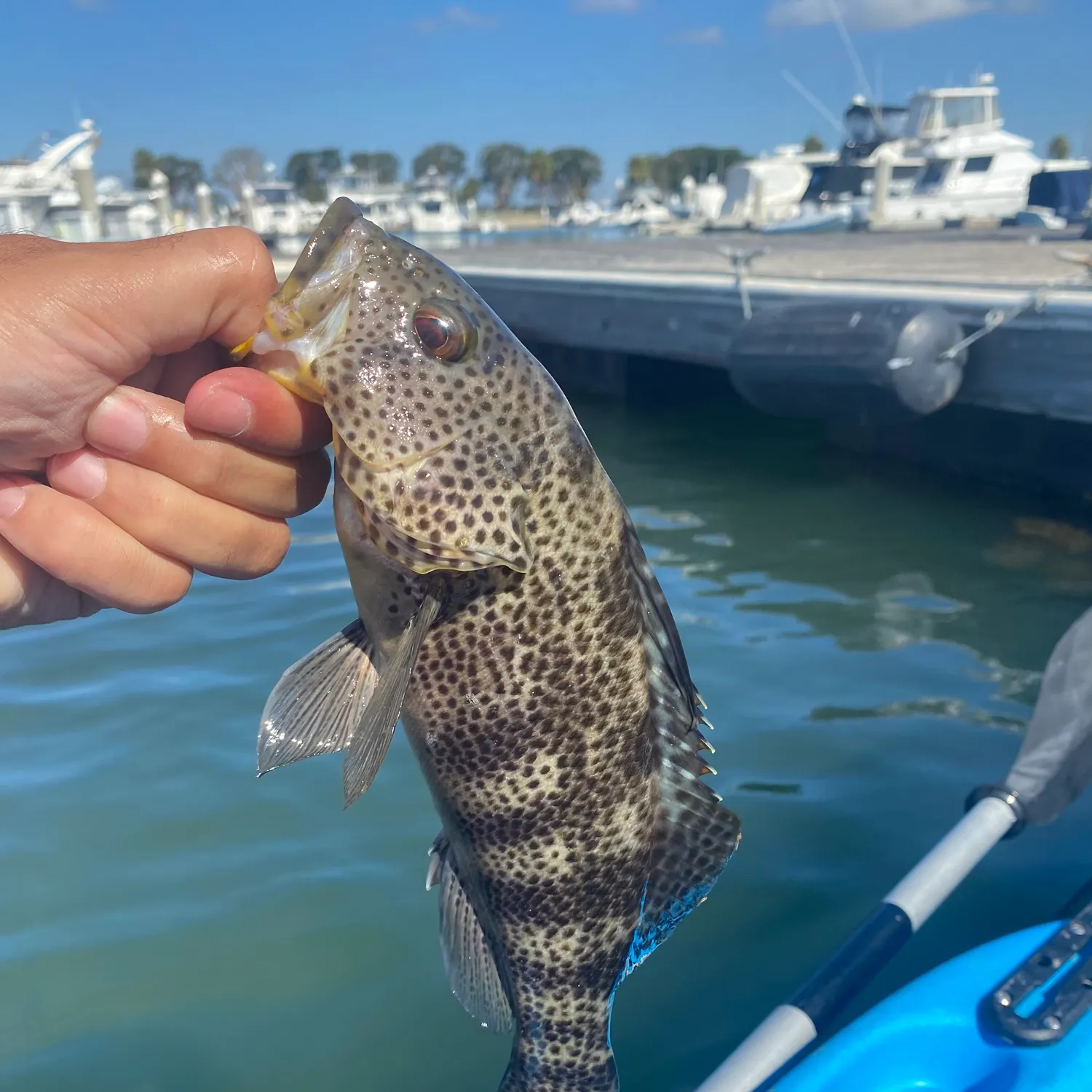 Spotted sand bass caught on Fishbrain
