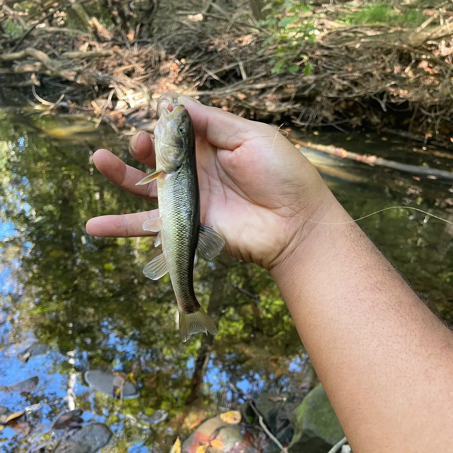 Creek chub caught on Fishbrain