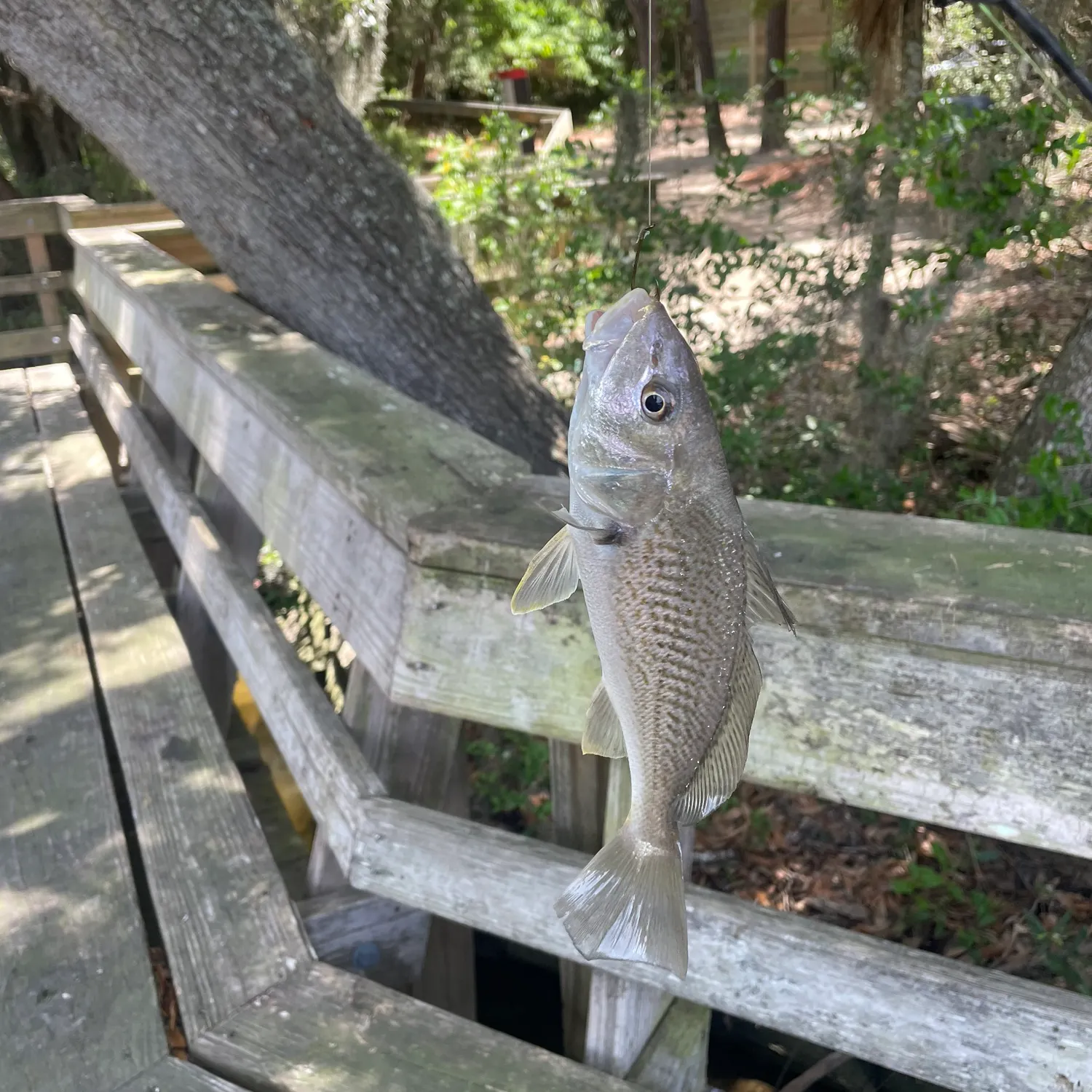 The most recent Geelbeck croaker catches on Fishbrain