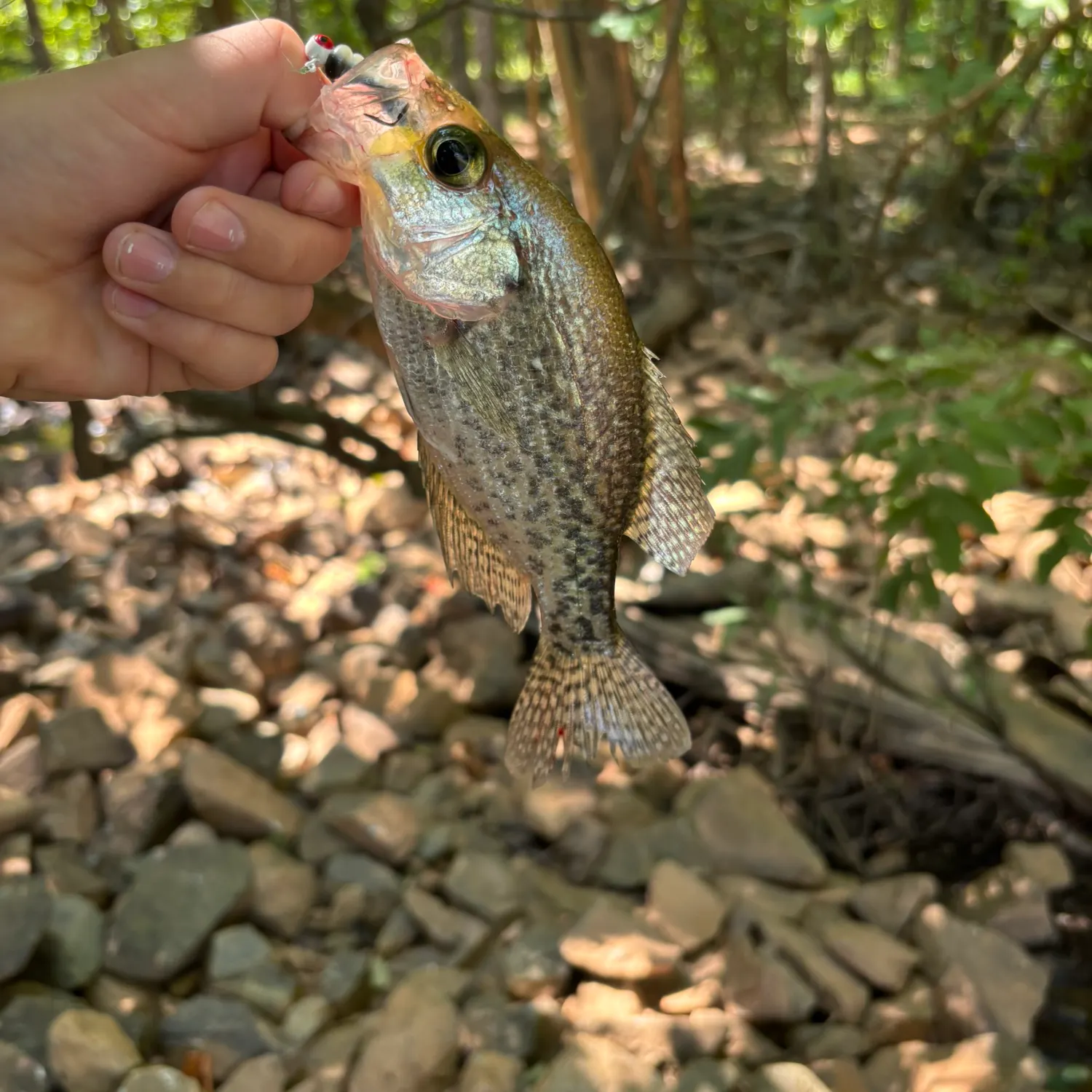Black crappie caught on Fishbrain