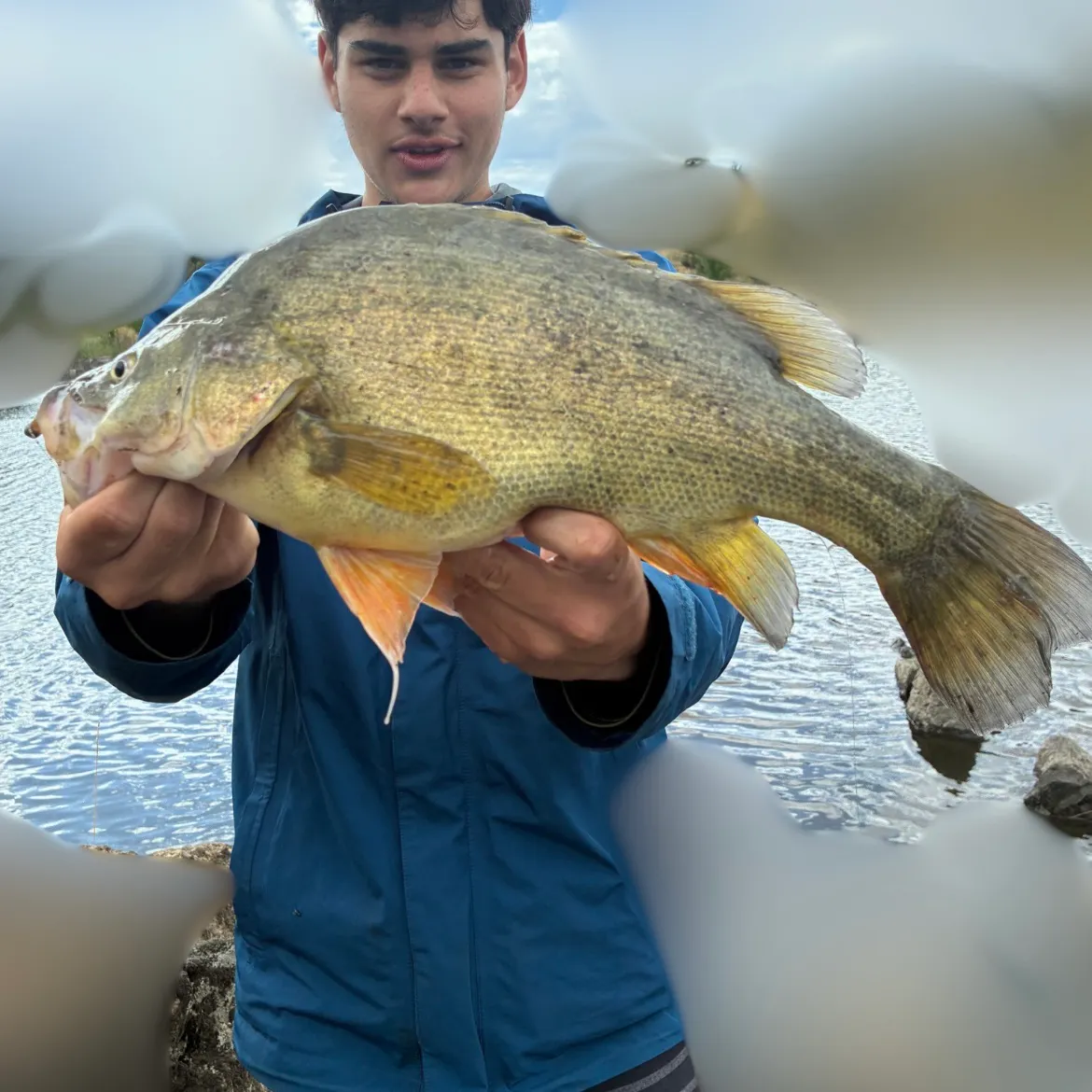 The most recent Golden perch catches on Fishbrain