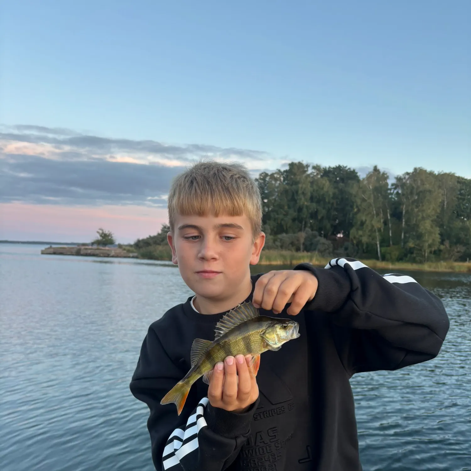 European perch caught on Fishbrain