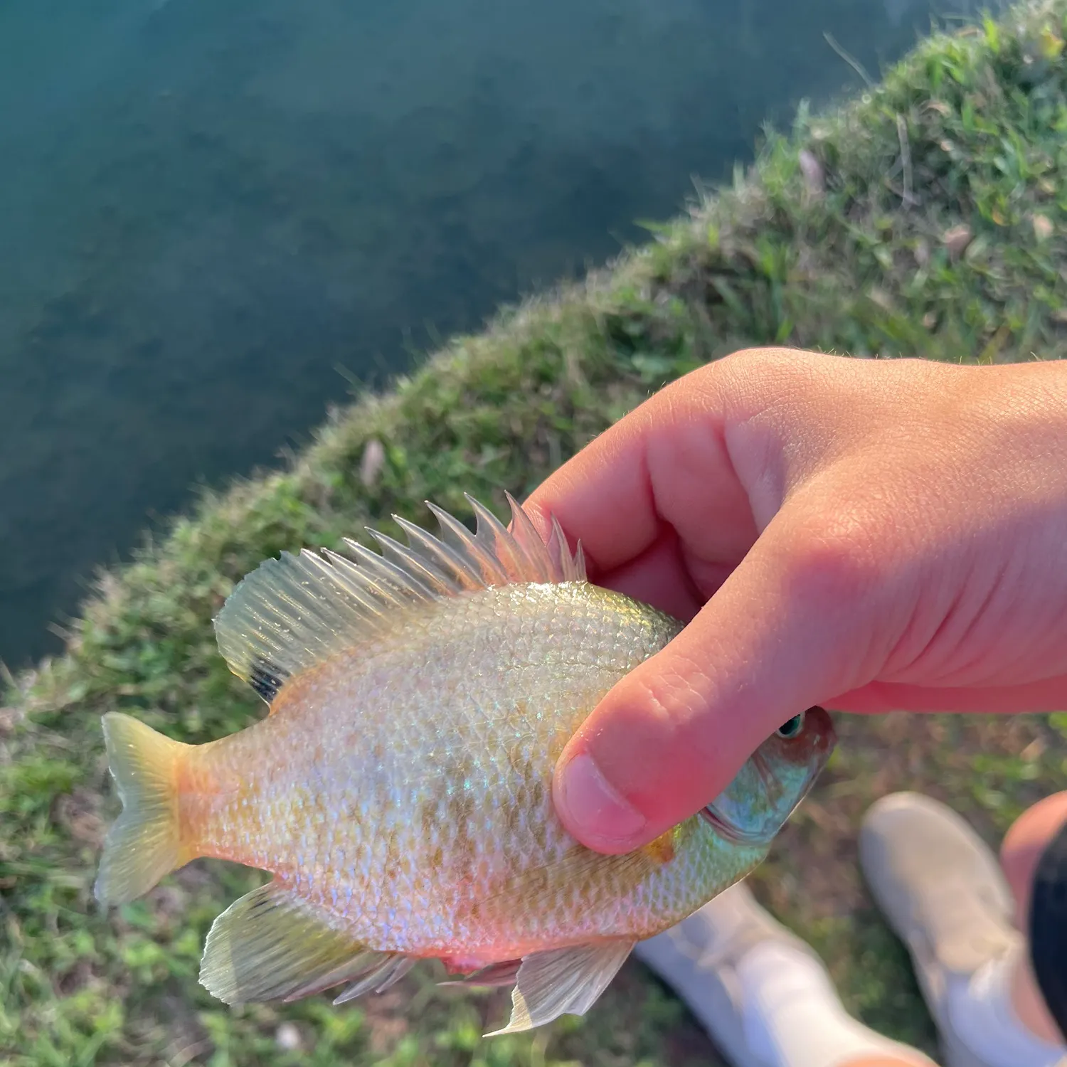 The most recent Orangespotted sunfish catches on Fishbrain
