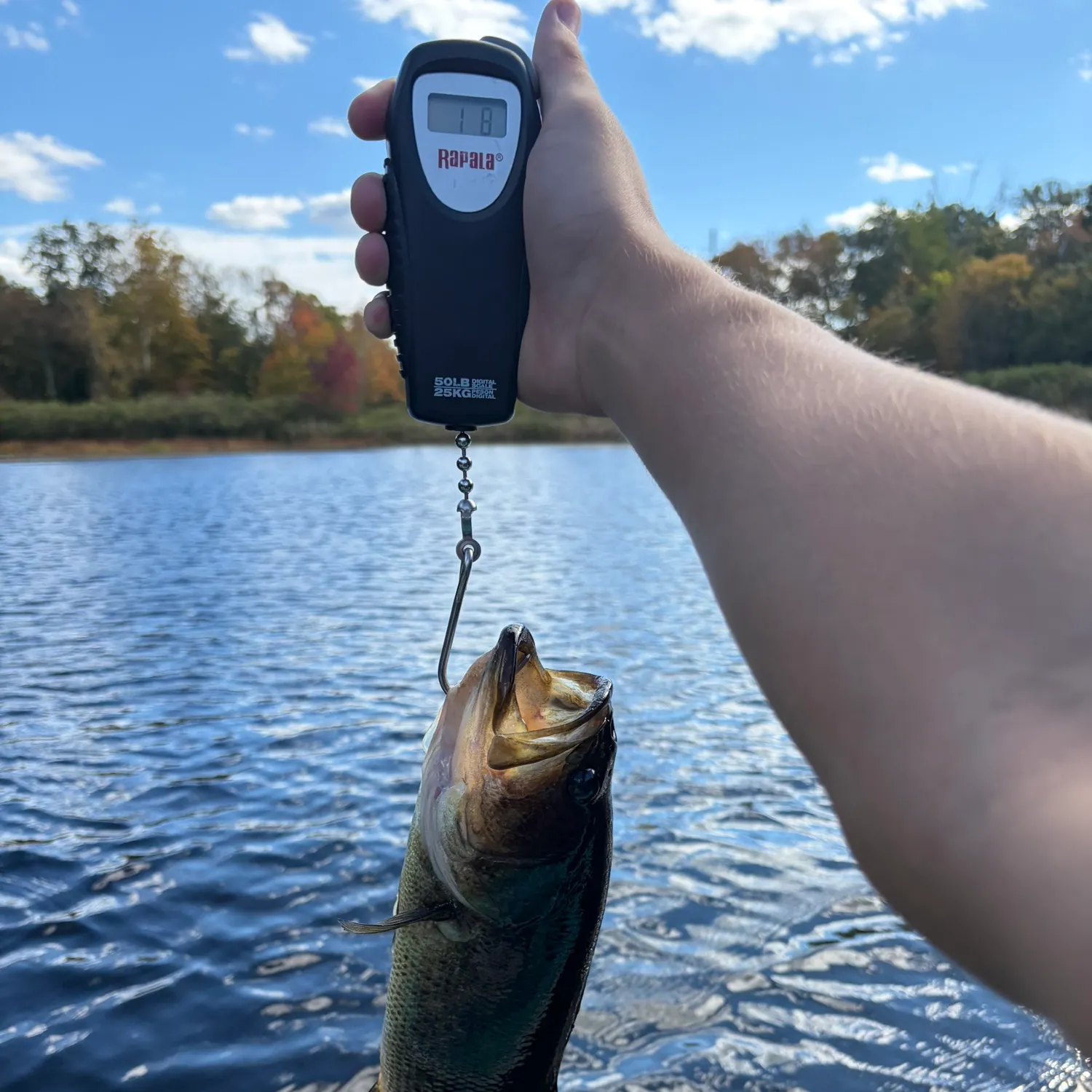 Largemouth bass caught on Fishbrain