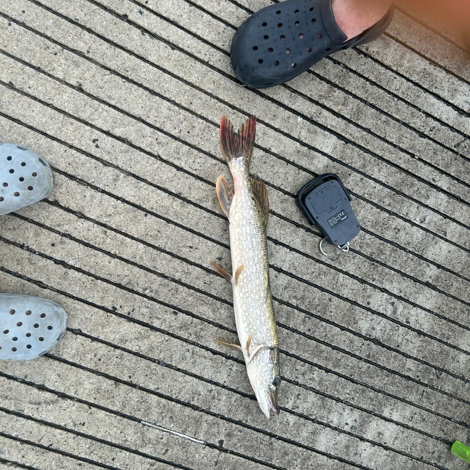 Northern pike caught on Fishbrain