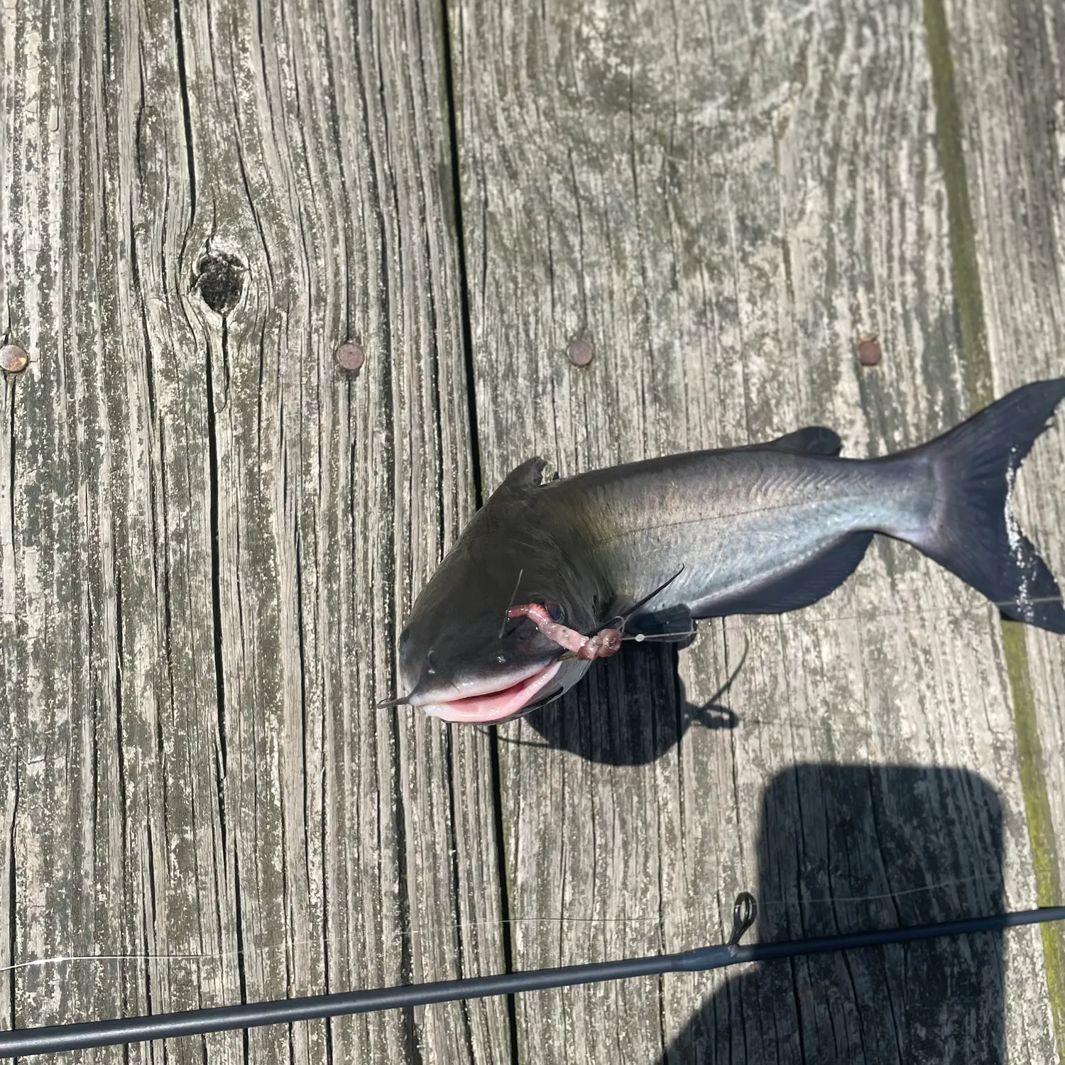 Channel catfish caught on Fishbrain