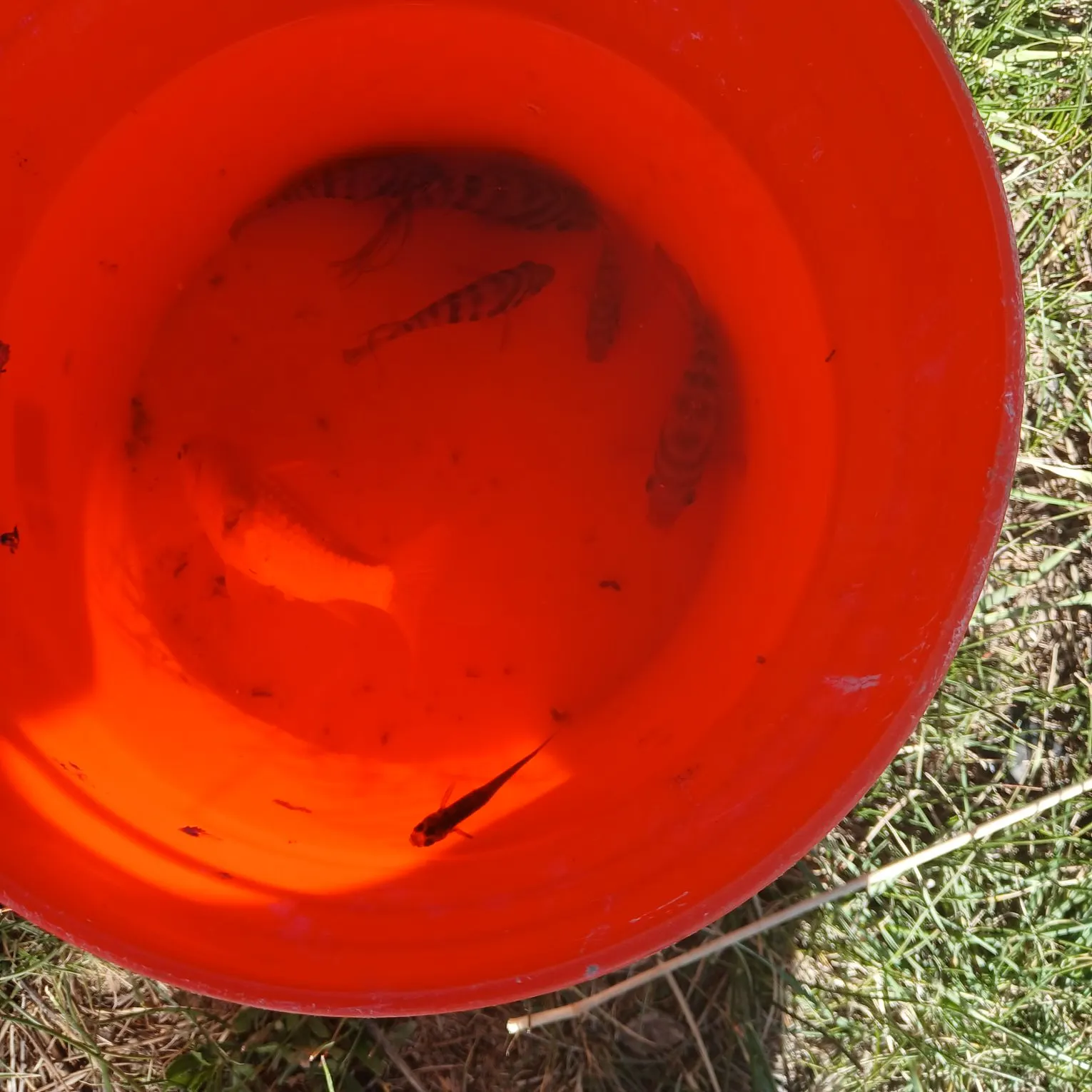 The most recent Convict cichlid catches on Fishbrain