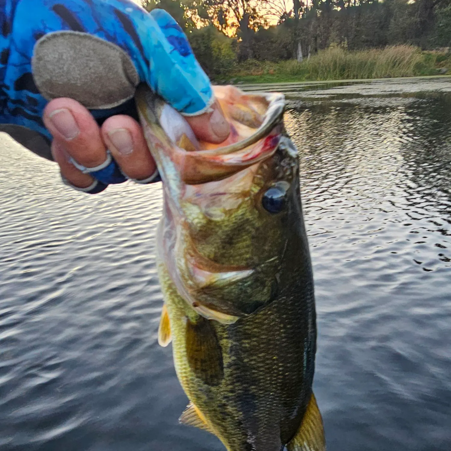 Largemouth bass caught on Fishbrain