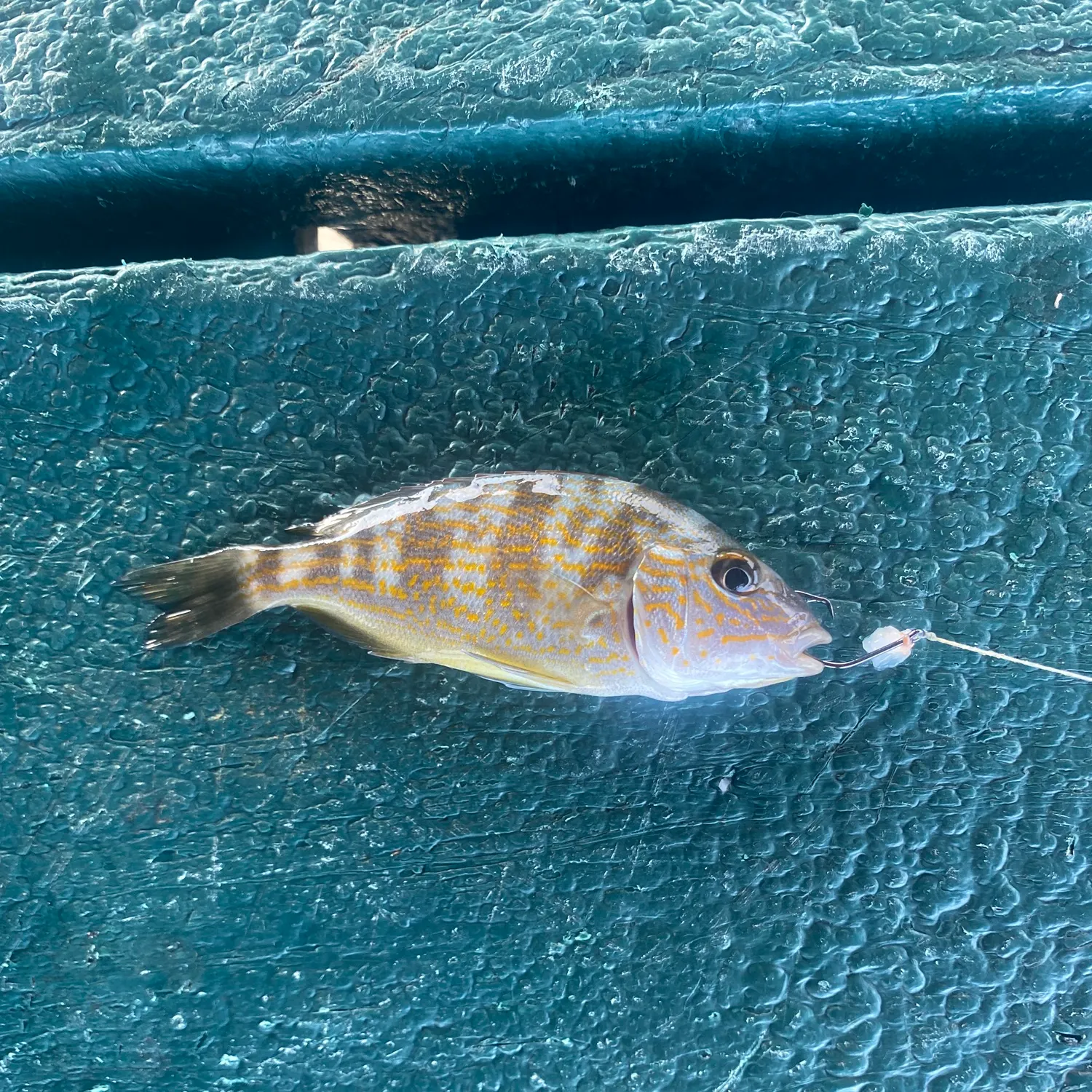 The most recent Pigfish catches on Fishbrain