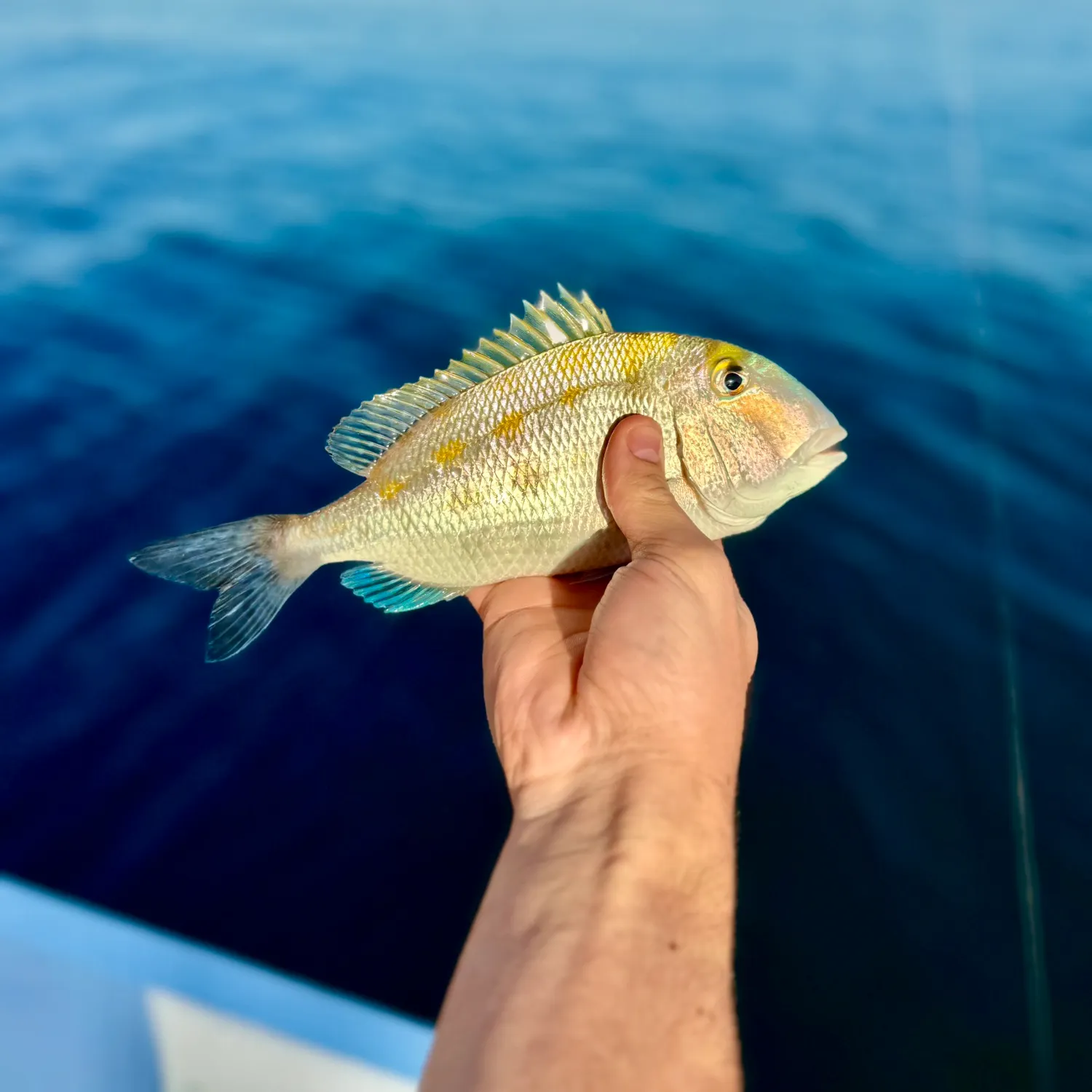 The most popular recent Jolthead porgy catch on Fishbrain