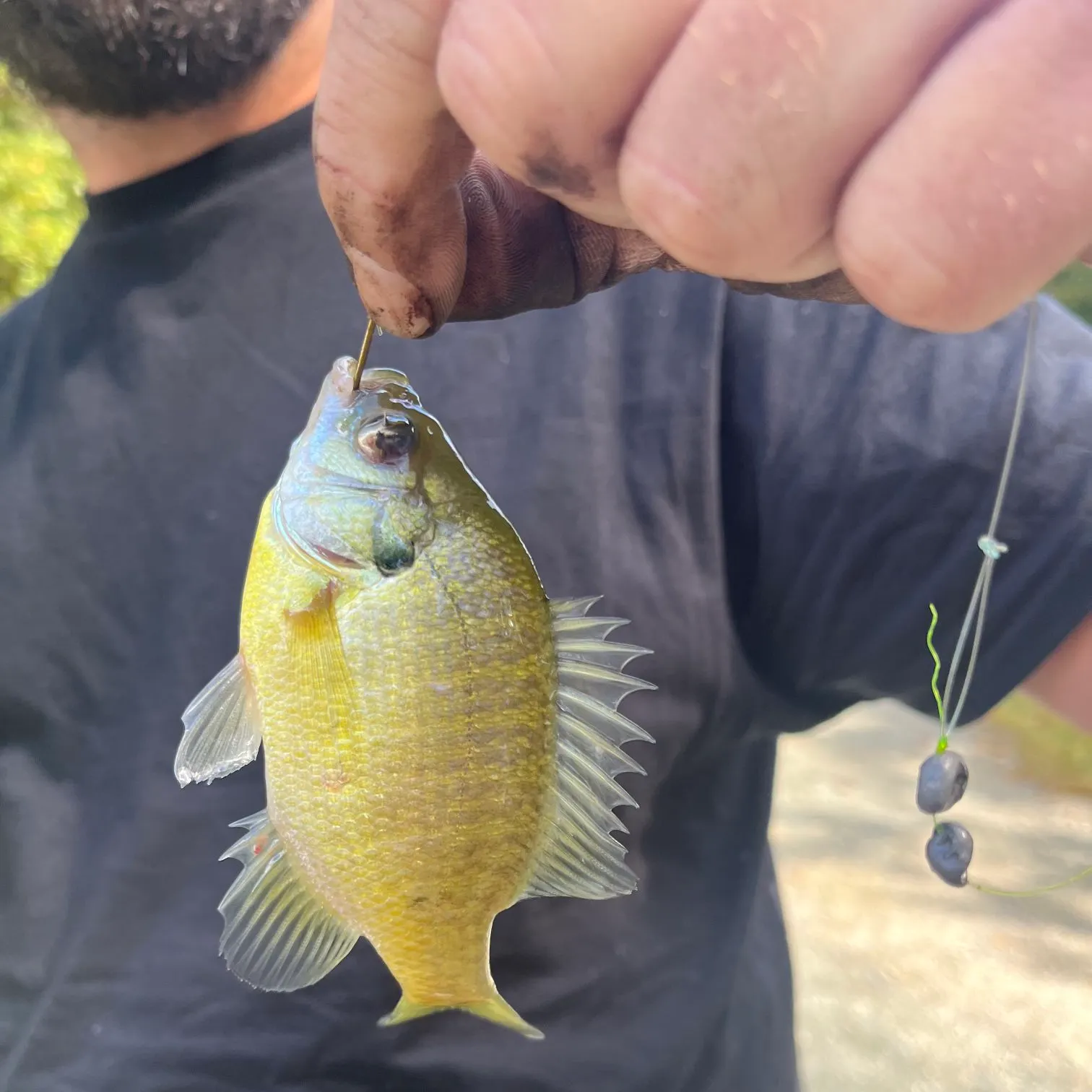 Bluegill caught on Fishbrain