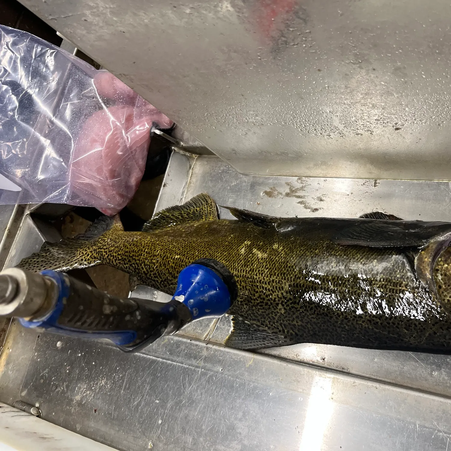 Chinook salmon caught on Fishbrain