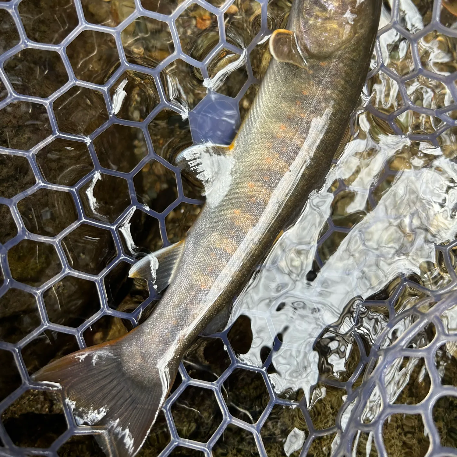 The most recent Japanese pluvius char catches on Fishbrain