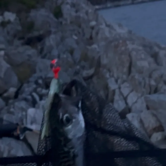 The most recent Atlantic mackerel catches on Fishbrain