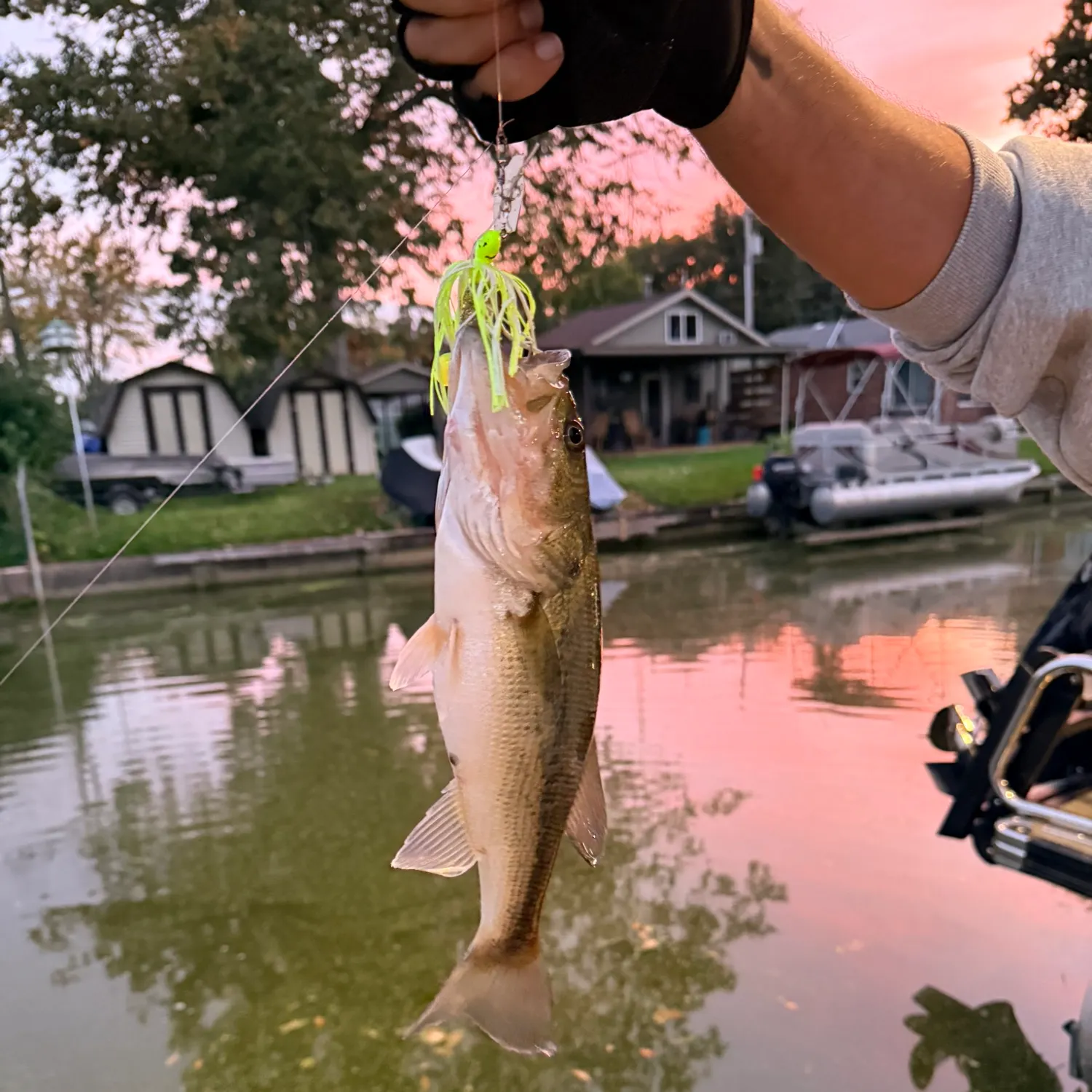 Largemouth bass caught on Fishbrain