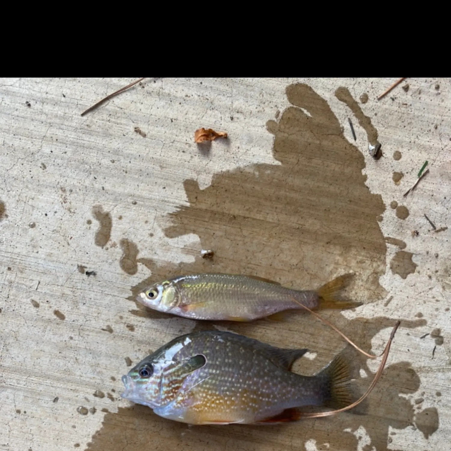 The most recent Silver shiner catches on Fishbrain