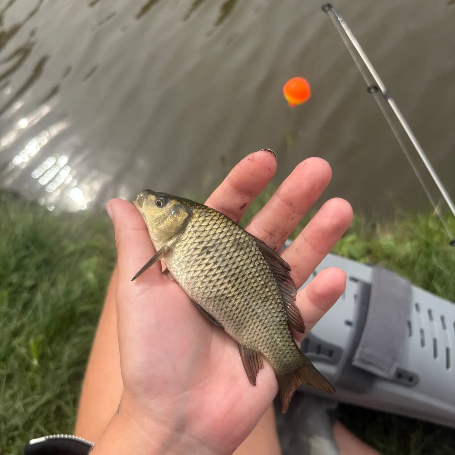 Common carp caught on Fishbrain