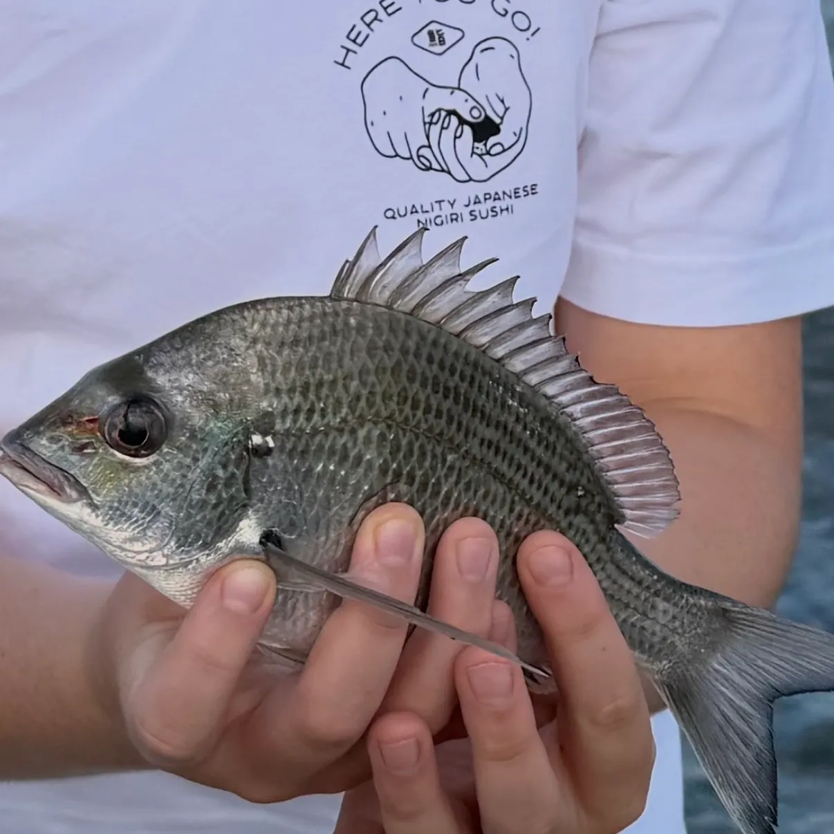 Surf bream caught on Fishbrain