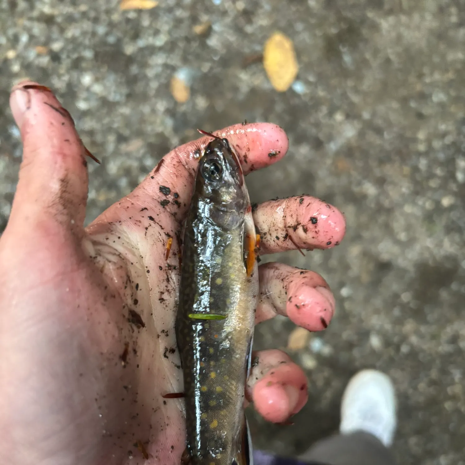 Brook trout caught on Fishbrain